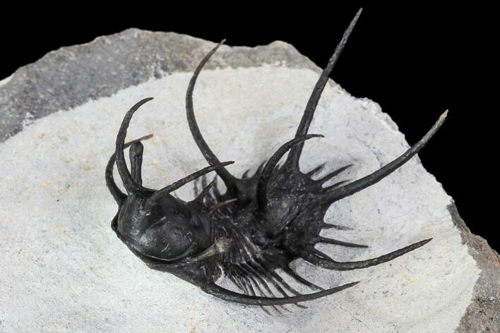 Spiny Ceratarges Trilobite - Zireg, Morocco #106979